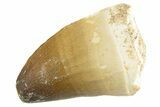 Fossil Mosasaur (Prognathodon currii) Tooth - Morocco #332932-1